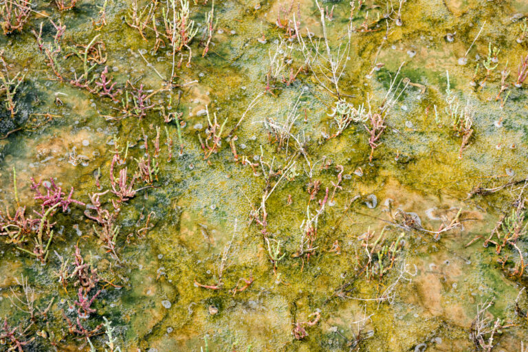 Finding Purpose (and Bliss) in the Mud
